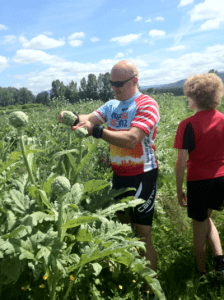 eric harvests artichokes